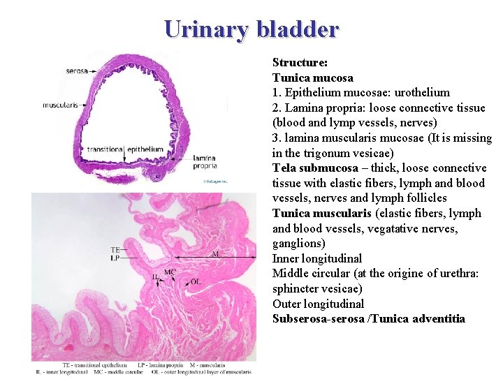 Urinary bladder Structure: Tunica mucosa 1. Epithelium mucosae: urothelium 2. Lamina propria: loose connective