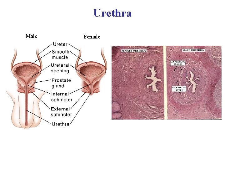 Urethra férfi Male női Female 