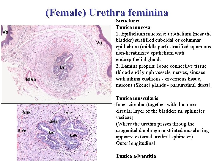 (Female) Urethra feminina Structure: Tunica mucosa 1. Epithelium mucosae: urothelium (near the bladder) stratified