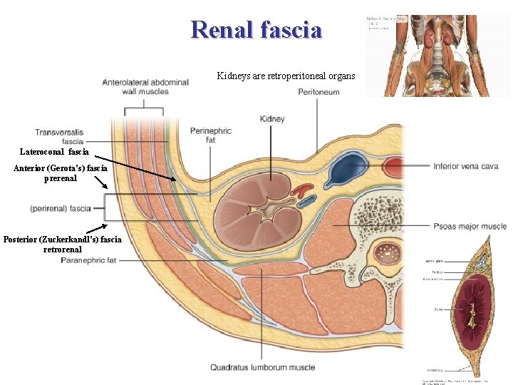 Renal fascia Kidneys are retroperitoneal organs Lateroconal fascia Anterior (Gerota’s) fascia prerenal Posterior (Zuckerkandl’s)