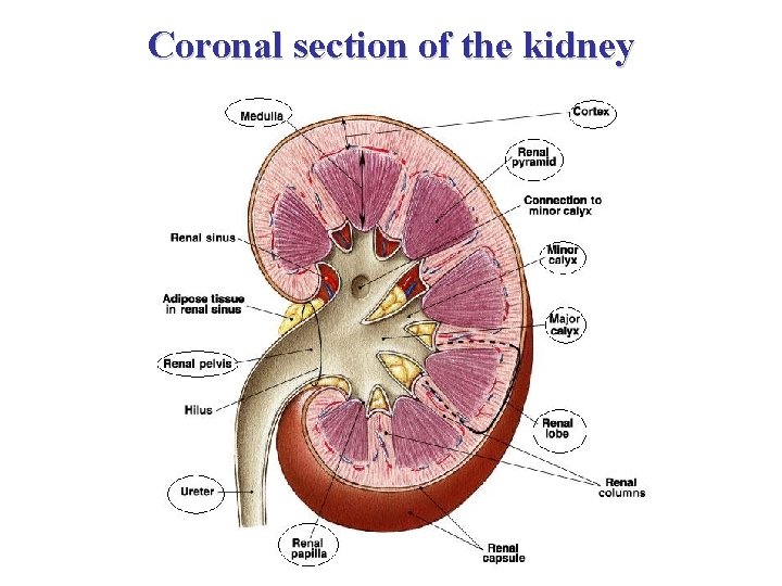 Coronal section of the kidney 