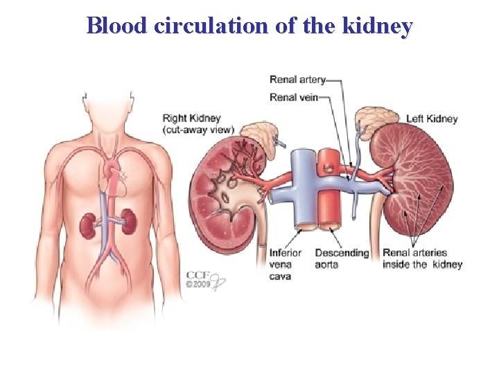 Blood circulation of the kidney 