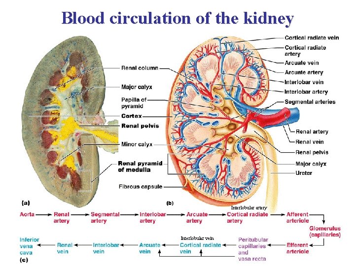 Blood circulation of the kidney Interlobular artery Interlobular vein 