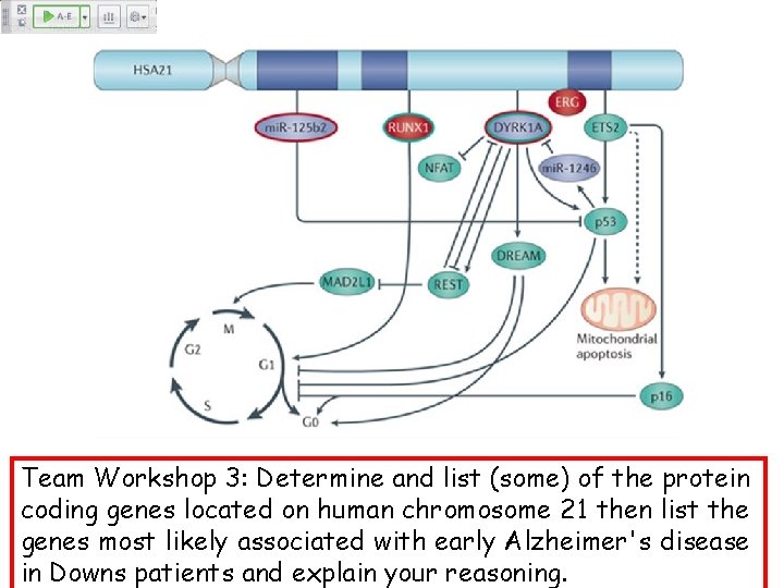 Team Workshop 3: Determine and list (some) of the protein coding genes located on