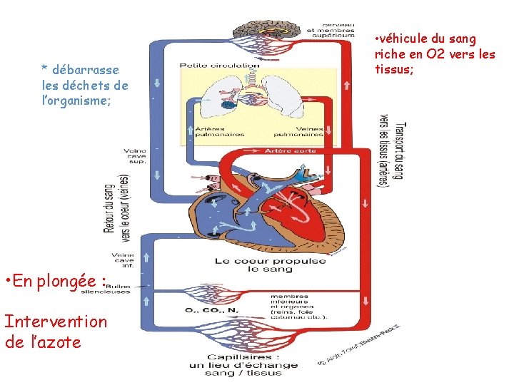 * débarrasse les déchets de l’organisme; • En plongée : Intervention de l’azote •