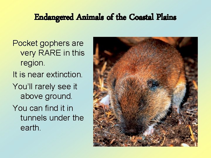 Endangered Animals of the Coastal Plains Pocket gophers are very RARE in this region.