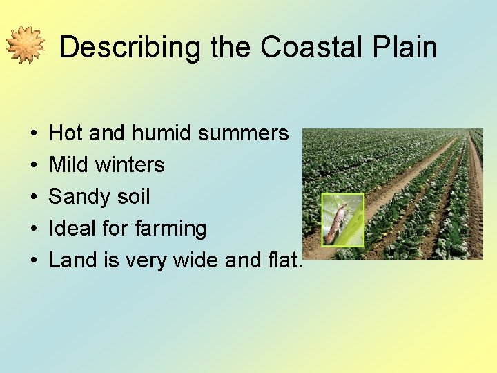Describing the Coastal Plain • • • Hot and humid summers Mild winters Sandy