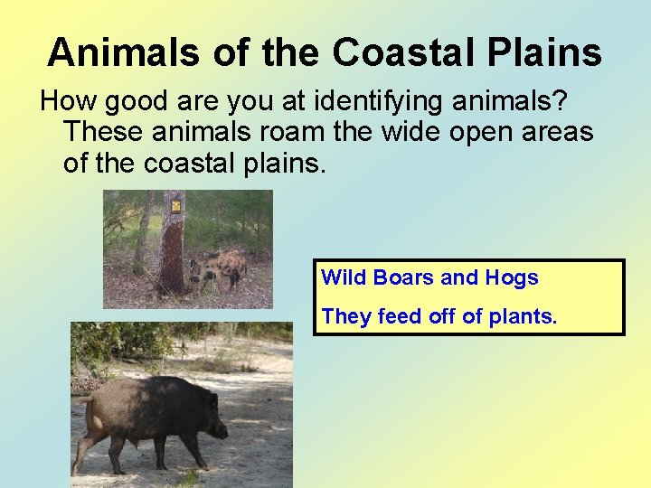 Animals of the Coastal Plains How good are you at identifying animals? These animals