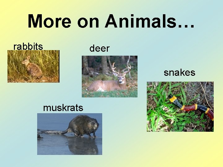More on Animals… rabbits deer snakes muskrats 