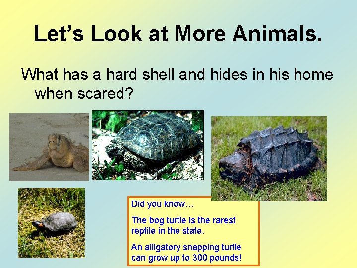 Let’s Look at More Animals. What has a hard shell and hides in his