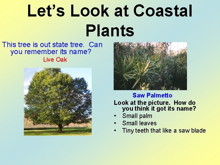 Let’s Look at Coastal Plants This tree is out state tree. Can you remember