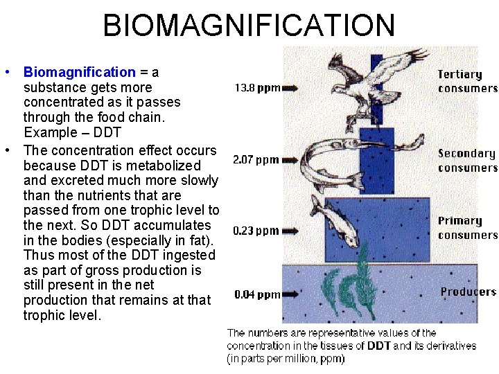 BIOMAGNIFICATION • Biomagnification = a substance gets more concentrated as it passes through the