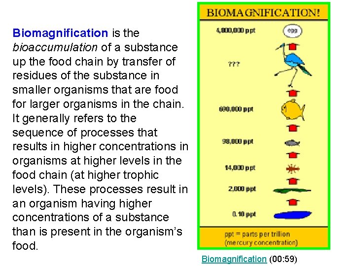 Biomagnification is the bioaccumulation of a substance up the food chain by transfer of