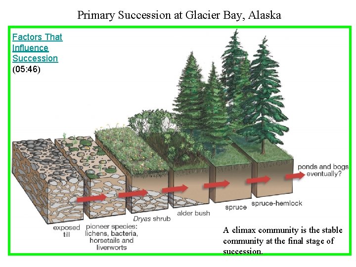 Primary Succession at Glacier Bay, Alaska Factors That Influence Succession (05: 46) A climax