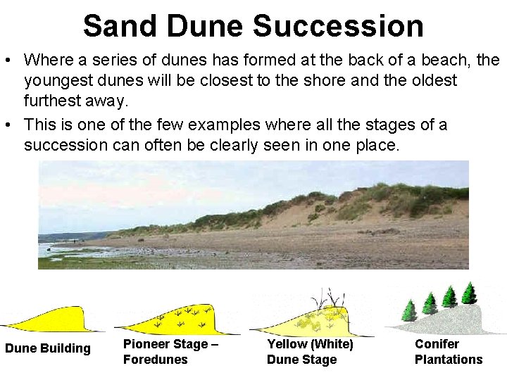 Sand Dune Succession • Where a series of dunes has formed at the back