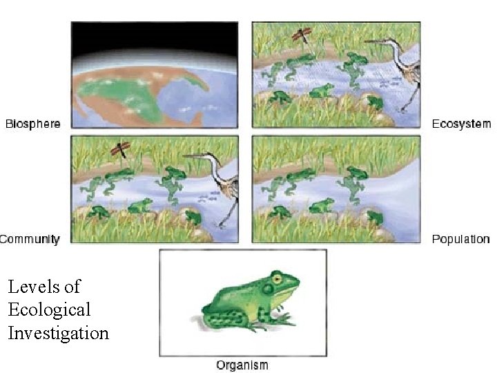 Levels of Ecological Investigation 