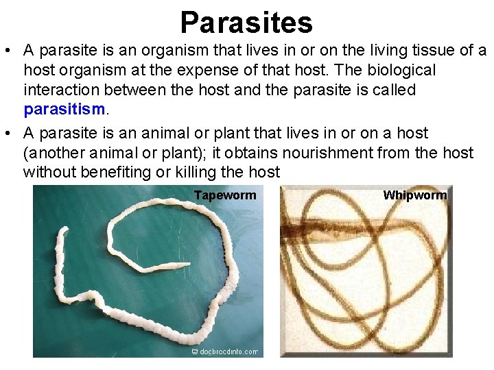 Parasites • A parasite is an organism that lives in or on the living