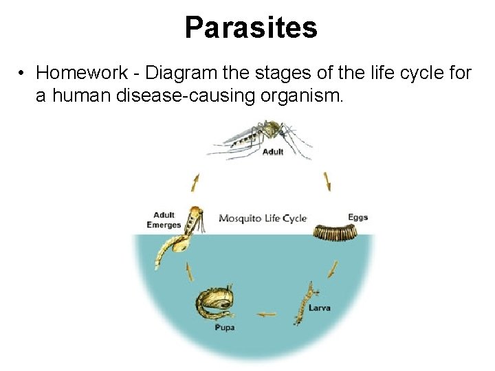 Parasites • Homework - Diagram the stages of the life cycle for a human