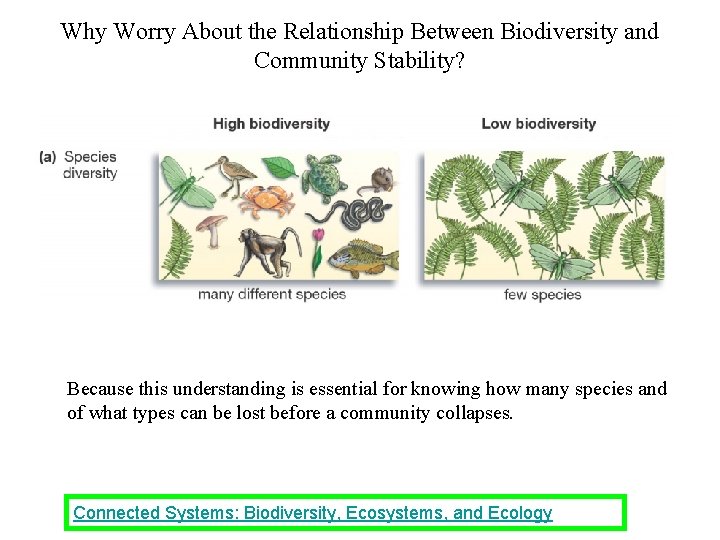 Why Worry About the Relationship Between Biodiversity and Community Stability? Because this understanding is