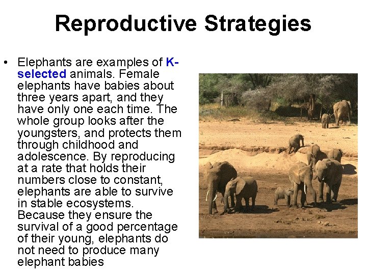 Reproductive Strategies • Elephants are examples of Kselected animals. Female elephants have babies about