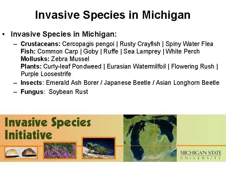 Invasive Species in Michigan • Invasive Species in Michigan: – Crustaceans: Cercopagis pengoi |