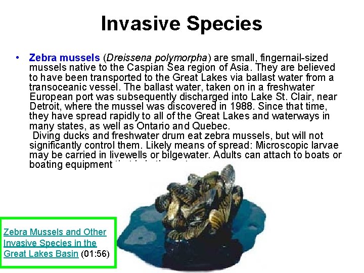 Invasive Species • Zebra mussels (Dreissena polymorpha) are small, fingernail-sized mussels native to the