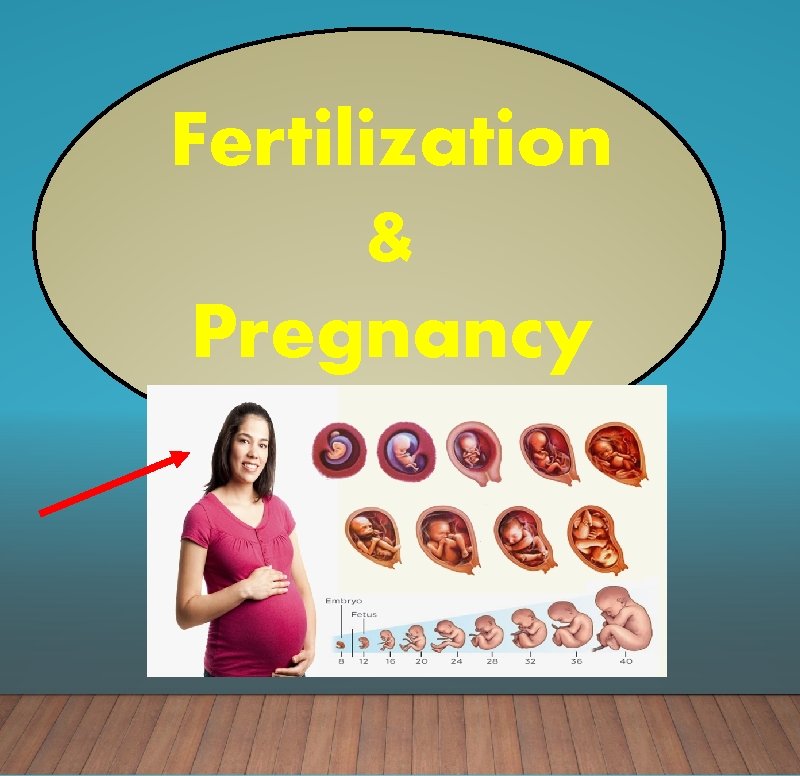 Fertilization & Pregnancy 