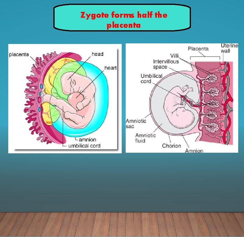 Zygote forms half the placenta 