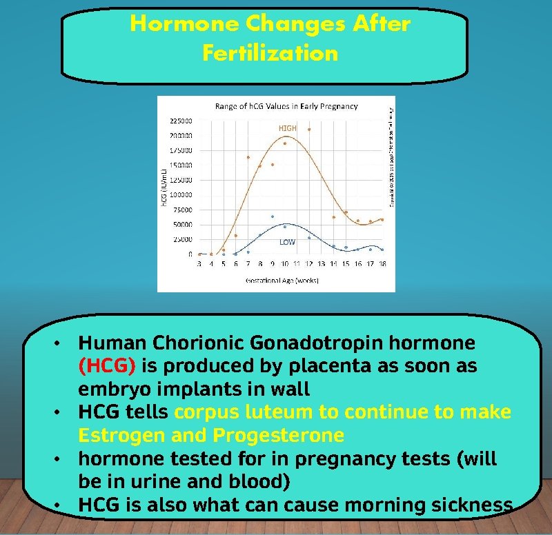 Hormone Changes After Fertilization • Human Chorionic Gonadotropin hormone (HCG) is produced by placenta