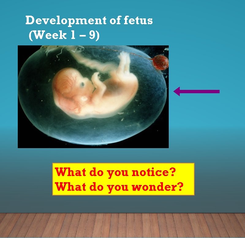 Development of fetus (Week 1 – 9) What do you notice? What do you