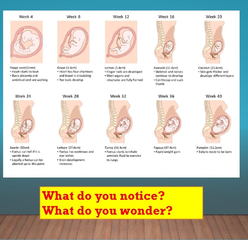 What do you notice? What do you wonder? 