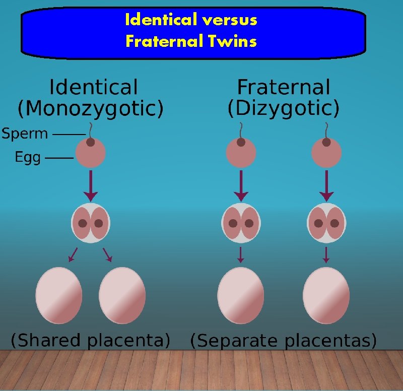 Identical versus Fraternal Twins 