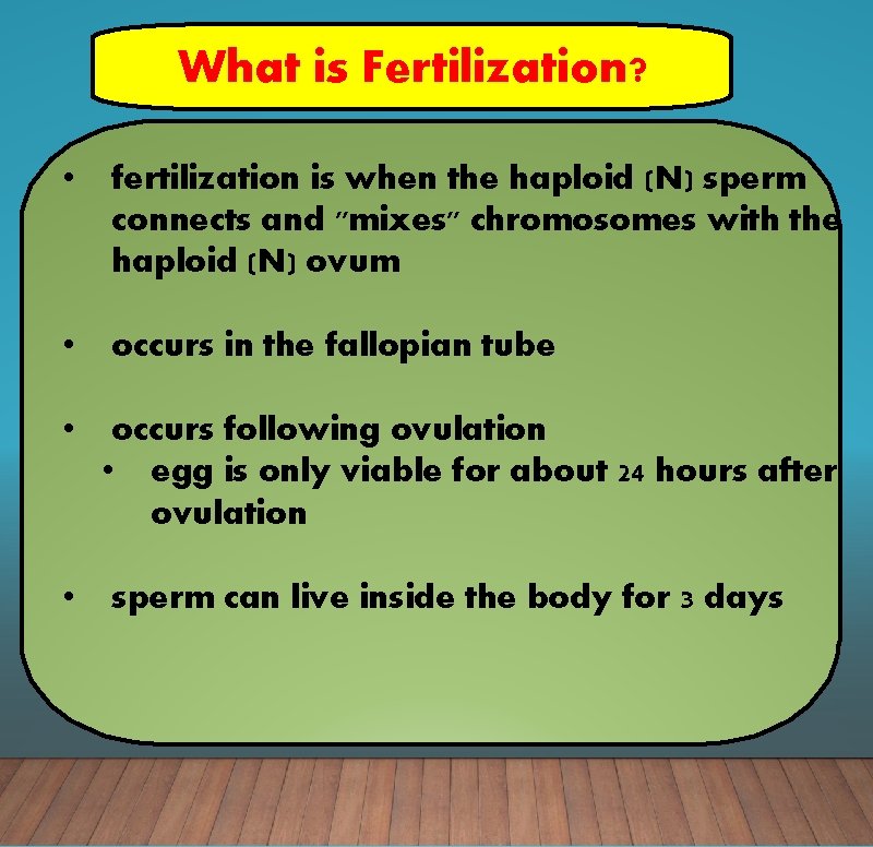 What is Fertilization? • fertilization is when the haploid (N) sperm connects and "mixes"