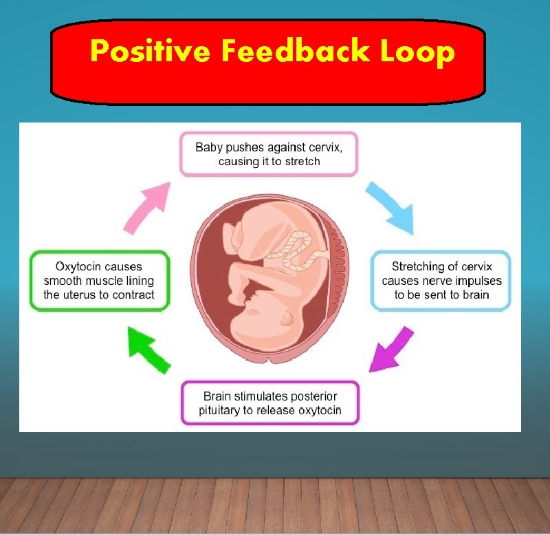 Positive Feedback Loop 