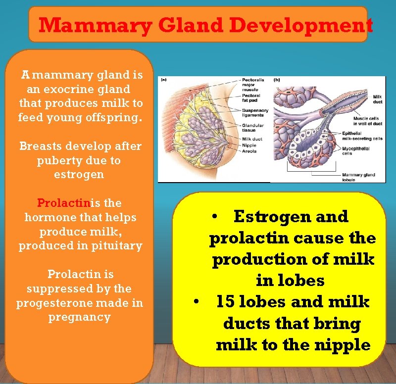 Mammary Gland Development A mammary gland is an exocrine gland that produces milk to