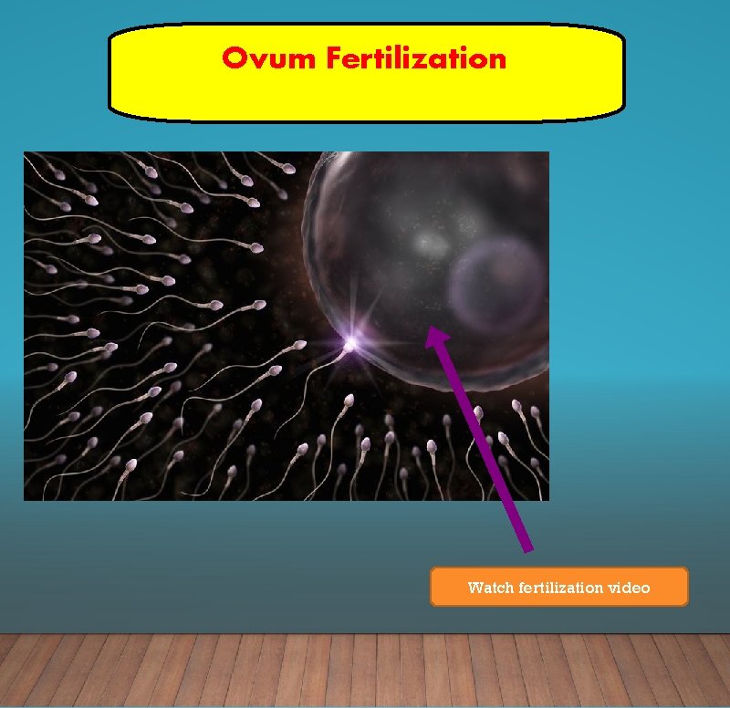 Ovum Fertilization Watch fertilization video 