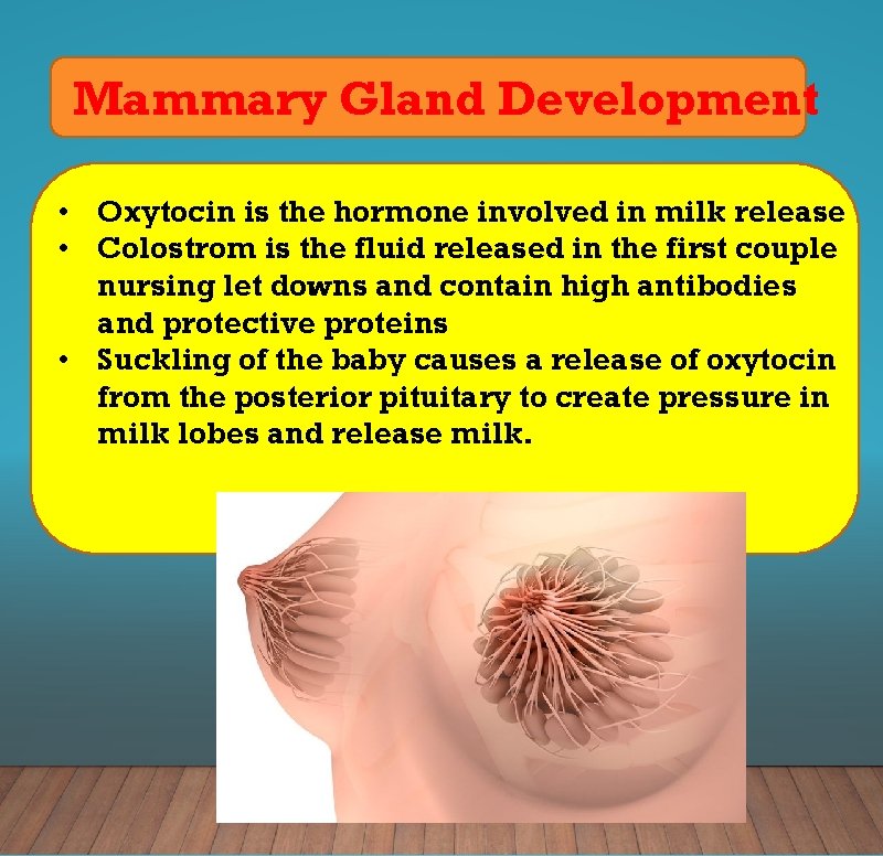 Mammary Gland Development • Oxytocin is the hormone involved in milk release • Colostrom