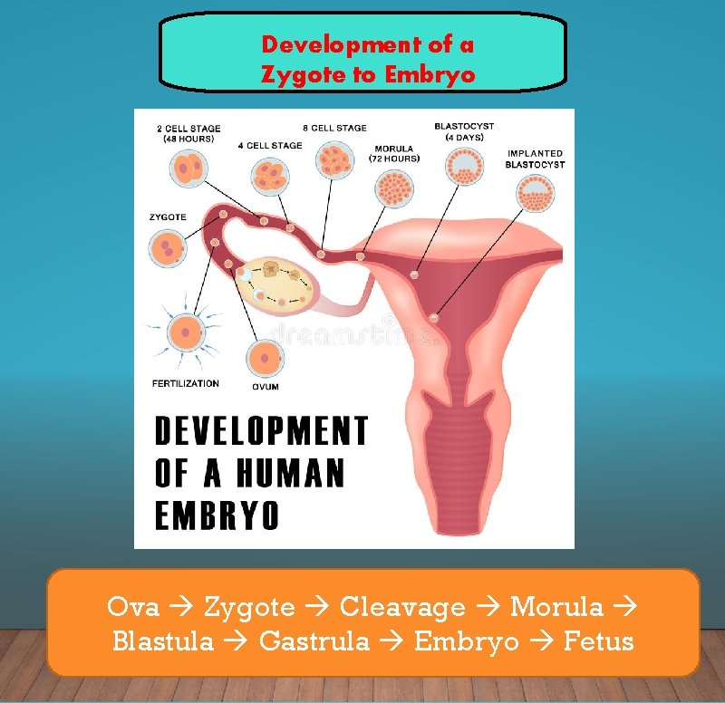 Development of a Zygote to Embryo Ova Zygote Cleavage Morula Blastula Gastrula Embryo Fetus