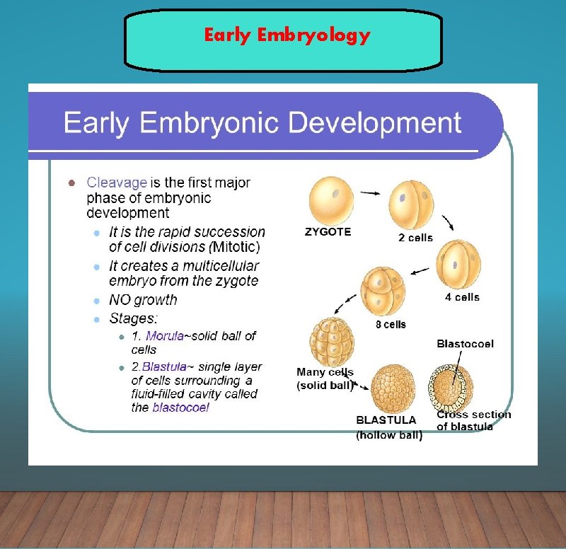 Early Embryology 