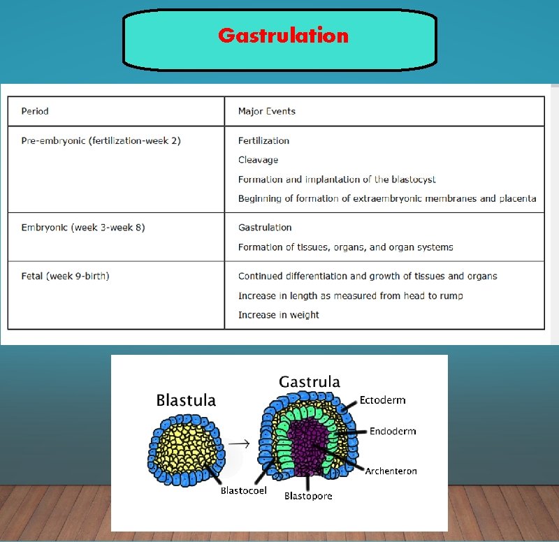 Gastrulation 