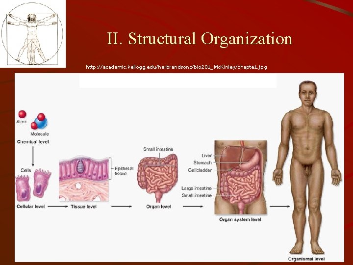 Introduction to Anatomy Physiology Body Organization C Miller