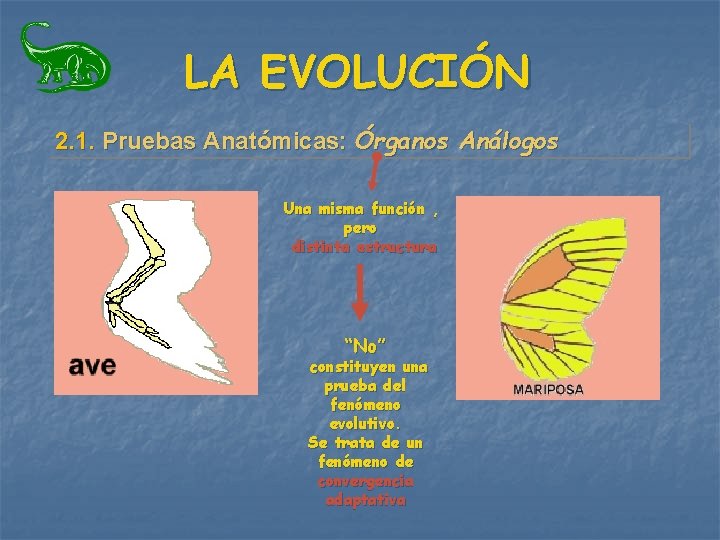 LA EVOLUCIÓN 2. 1. Pruebas Anatómicas: Órganos Análogos Una misma función , pero distinta LA EVOLUCIÓN 2. 1. Pruebas Anatómicas: Órganos Análogos Una misma función , pero distinta