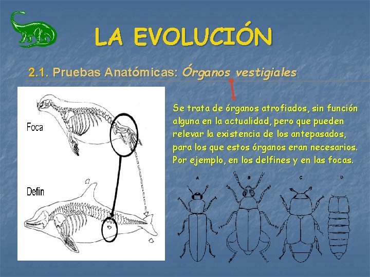 LA EVOLUCIÓN 2. 1. Pruebas Anatómicas: Órganos vestigiales Se trata de órganos atrofiados, sin LA EVOLUCIÓN 2. 1. Pruebas Anatómicas: Órganos vestigiales Se trata de órganos atrofiados, sin