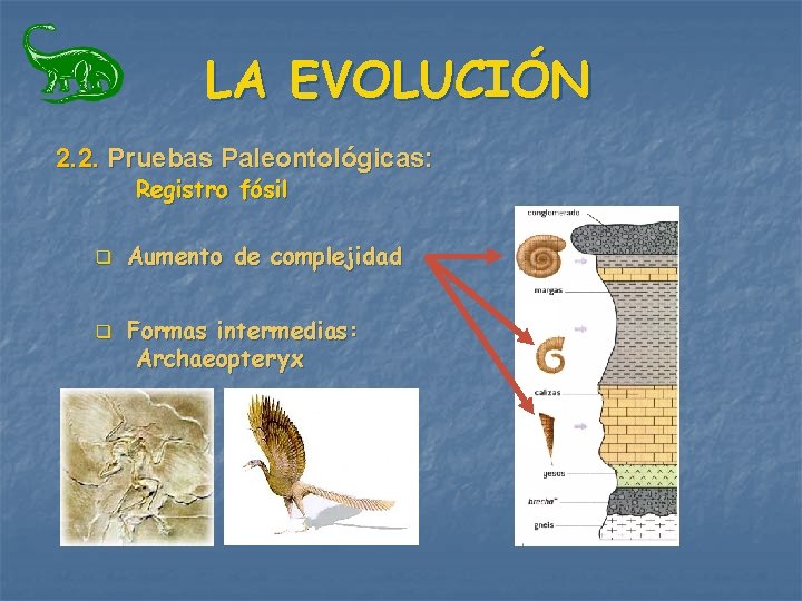 LA EVOLUCIÓN 2. 2. Pruebas Paleontológicas: Registro fósil q q Aumento de complejidad Formas LA EVOLUCIÓN 2. 2. Pruebas Paleontológicas: Registro fósil q q Aumento de complejidad Formas