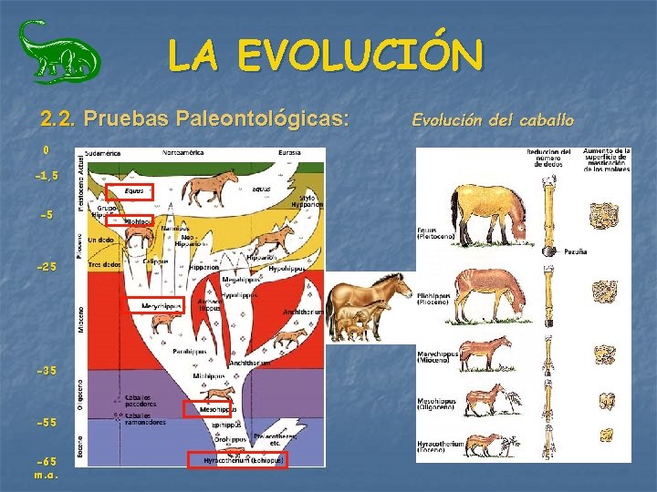 LA EVOLUCIÓN 2. 2. Pruebas Paleontológicas: 0 -1, 5 -5 -25 -35 -55 -65 LA EVOLUCIÓN 2. 2. Pruebas Paleontológicas: 0 -1, 5 -5 -25 -35 -55 -65