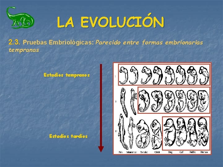 LA EVOLUCIÓN 2. 3. Pruebas Embriológicas: Parecido entre formas embrionarias tempranas Estadíos tempranos Estadíos LA EVOLUCIÓN 2. 3. Pruebas Embriológicas: Parecido entre formas embrionarias tempranas Estadíos tempranos Estadíos