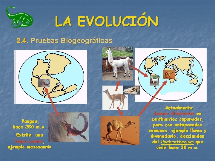 LA EVOLUCIÓN 2. 4. Pruebas Biogeográficas Pangea, hace 250 m. a. Existía una fauna LA EVOLUCIÓN 2. 4. Pruebas Biogeográficas Pangea, hace 250 m. a. Existía una fauna