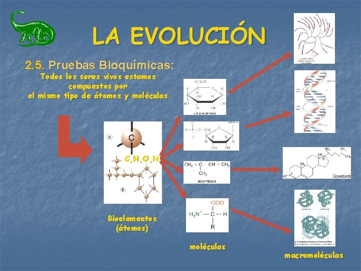 LA EVOLUCIÓN 2. 5. Pruebas Bioquímicas: Todos los seres vivos estamos compuestos por el LA EVOLUCIÓN 2. 5. Pruebas Bioquímicas: Todos los seres vivos estamos compuestos por el