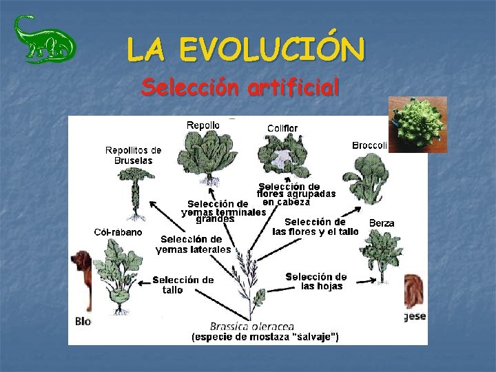 LA EVOLUCIÓN Selección artificial LA EVOLUCIÓN Selección artificial