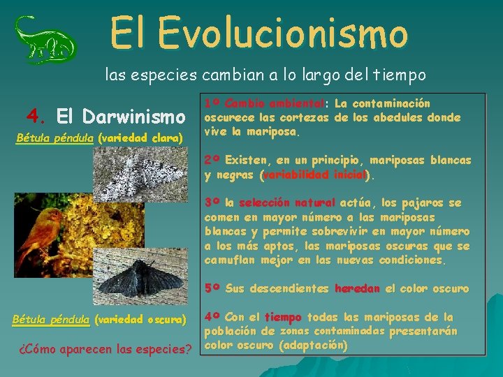 El Evolucionismo las especies cambian a lo largo del tiempo 4. El Darwinismo Bétula El Evolucionismo las especies cambian a lo largo del tiempo 4. El Darwinismo Bétula